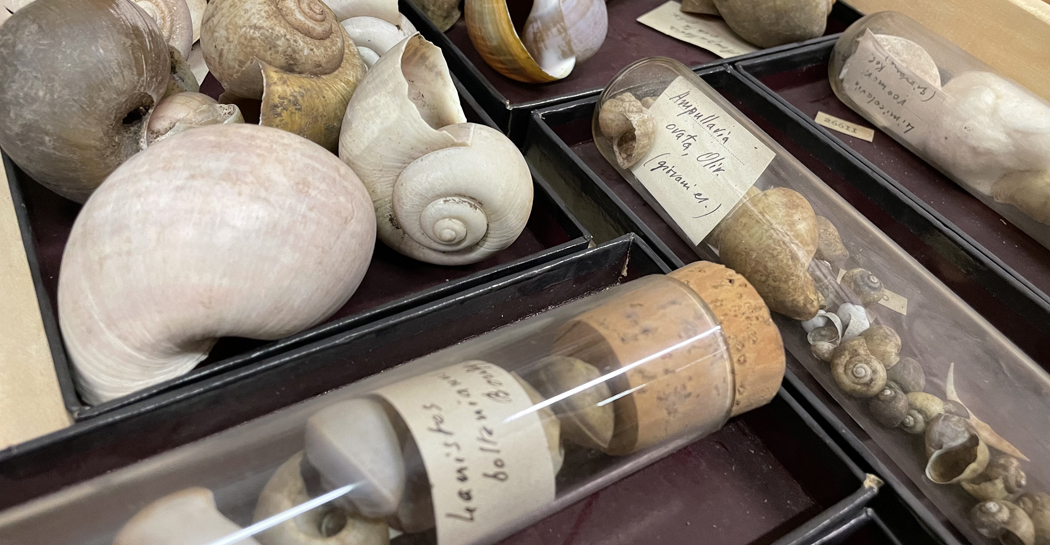 Coll.malacologica PIERSANTI 