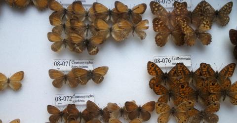 Collezione di Lepidotteri “Riera”