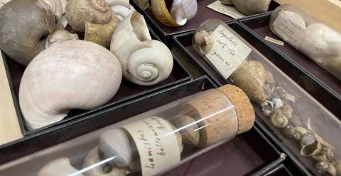 Coll.malacologica PIERSANTI 